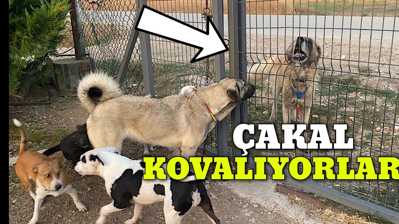 Кангал Раша и Карлос сбежали из дома