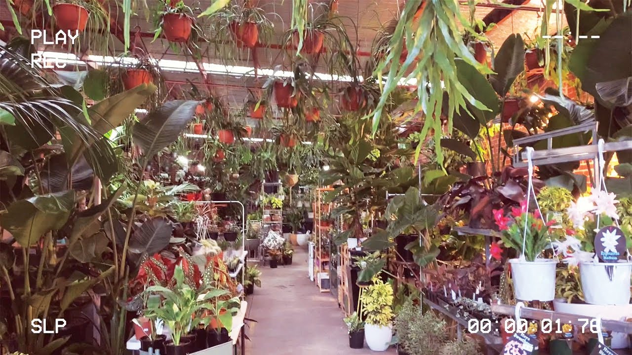 Nursery Plant tour in Melbourne |Stop Two | Prahran Botanicah | And What I got
