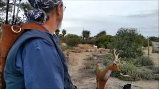 50# Bear Ausable Longbow - Slow Motion