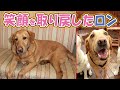 人に何度も裏切られ心を閉ざした犬が、新しい家族と出会うと・・・