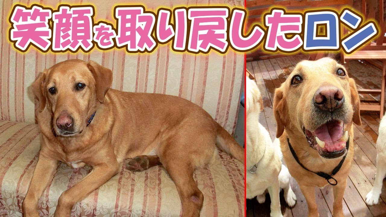 人に何度も裏切られ心を閉ざした犬が、新しい家族と出会うと・・・