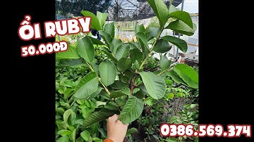 Ổi RUBY cây giống tốt - Ms Ngân 0386569374