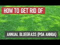 How to get rid of annual bluegrass poa annua weed management