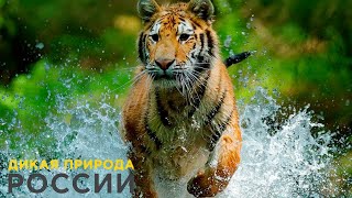 Дикая природа России / Wild Russia E01