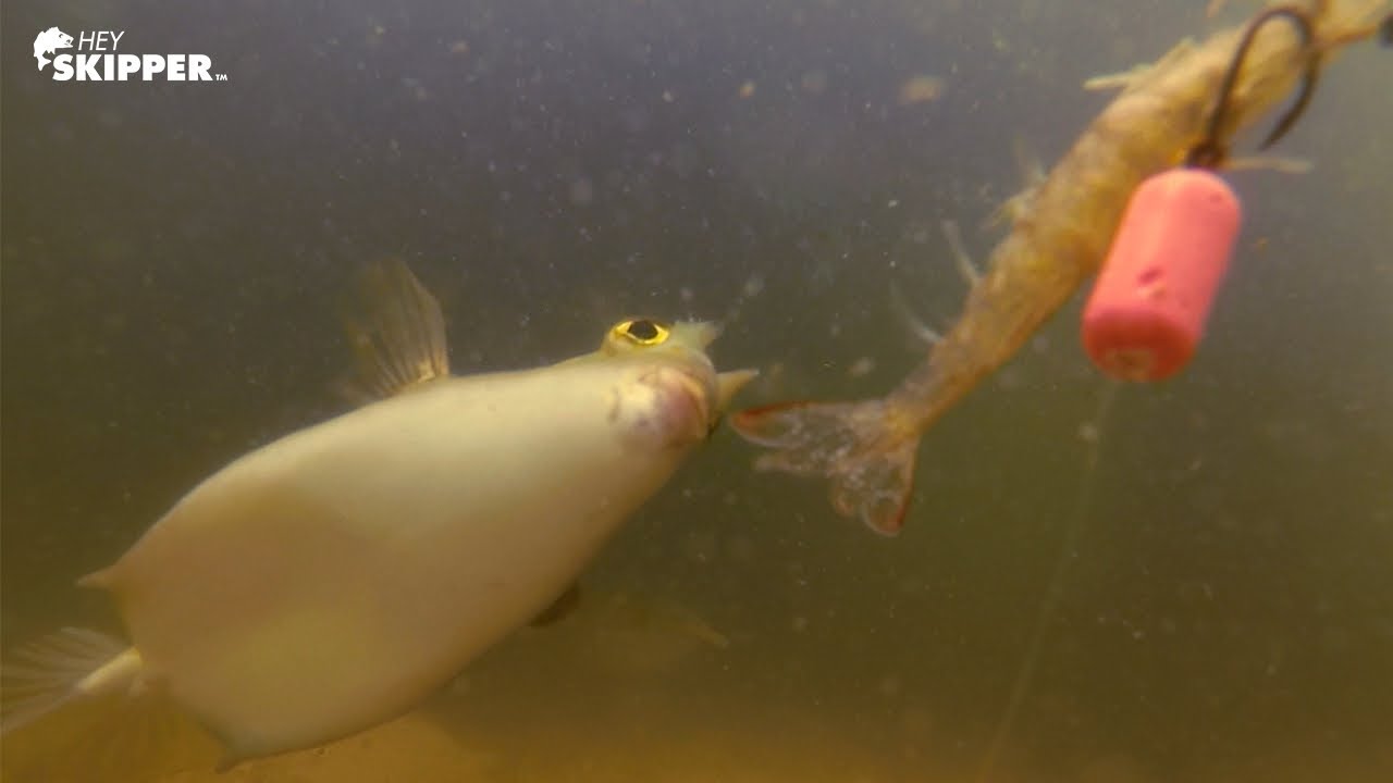 What'S Stealing Your Bait? Pier Fishing W/ Underwater Camera