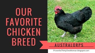 Our Favorite Chicken Breed: Australorps