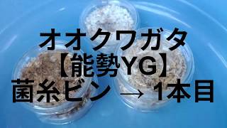 オオクワガタの飼育【能勢YG】いざ、菌糸ビンへ投入！