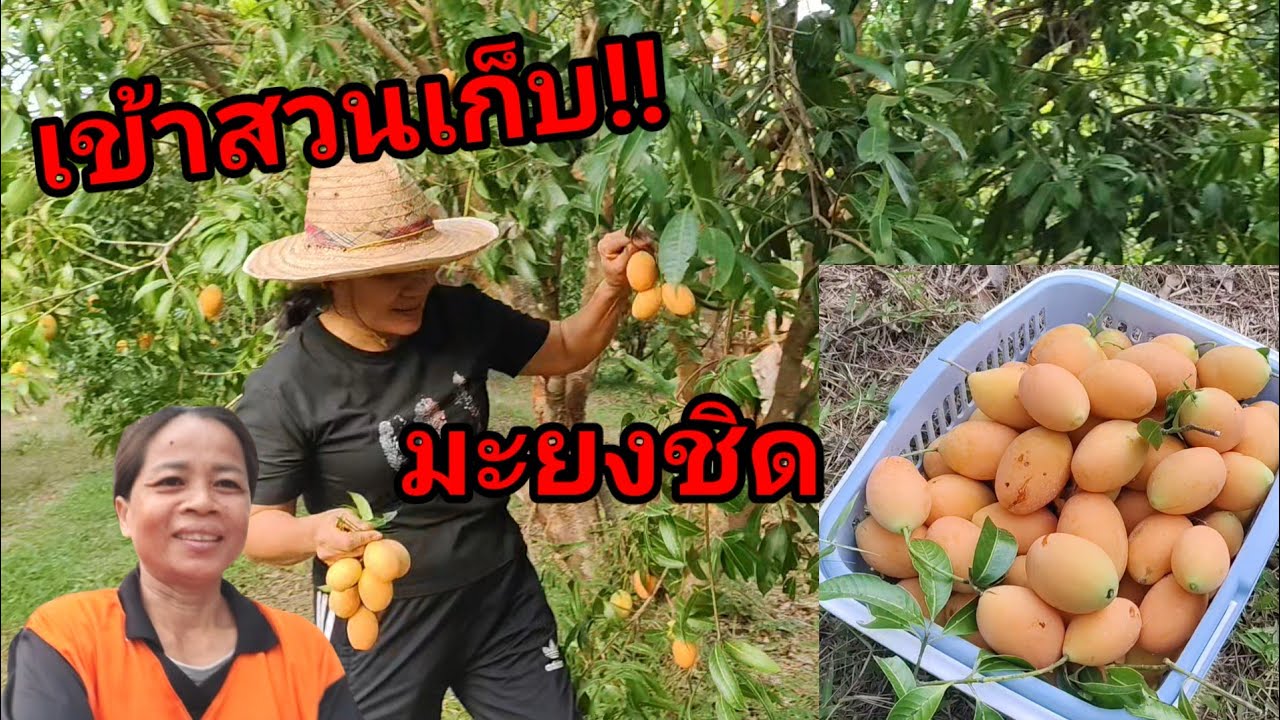 มะยงชิด สวนพี่วิชิต ลูกใหญ่ เนื่อแน่นหวานการอบ