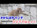 6/5午後・後編 パンチくん、ひとりではしゃぐ(Punch-kun is having fun all by himself )2026.06.05