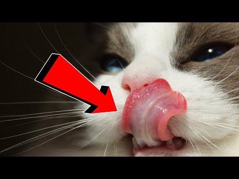 فيديو: القطط وصحتنا