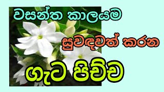 ගැටපිච්ච මල් පිළිබඳව ලස්සන වීඩියෝවක් නරඹන්න එන්න \/ sobadahama \/ #sobadahama