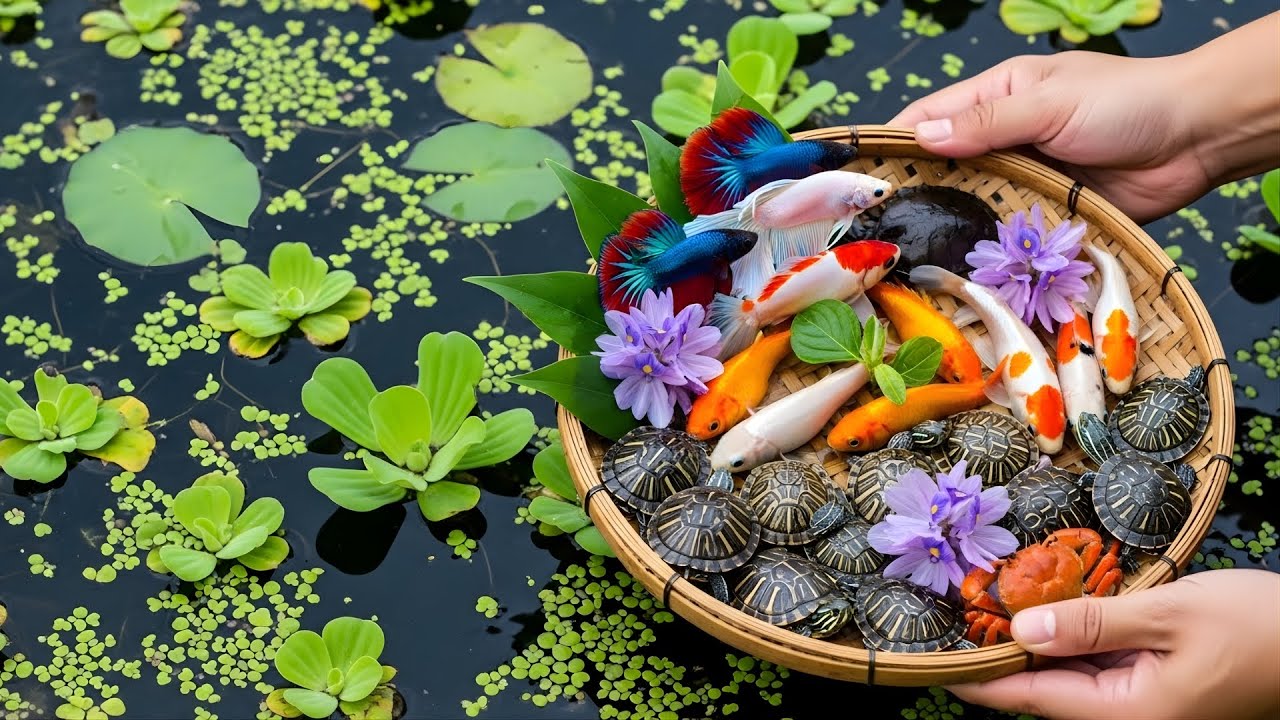 Catch & Release Wildlife Adventure 🍃 Close Up Moments with Fish, Frogs & Turtles