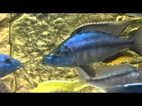 Dimidiochromis compressiceps & Aulonocara maylandi
