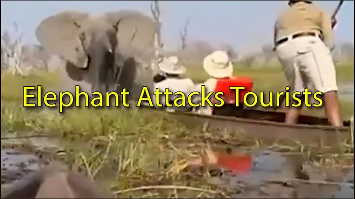 Furious Elephant Attacks Canoe in The Okavango Delta in Botswana