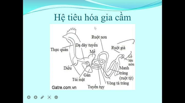 Trong ống tiêu hóa của gia cầm diều là gì