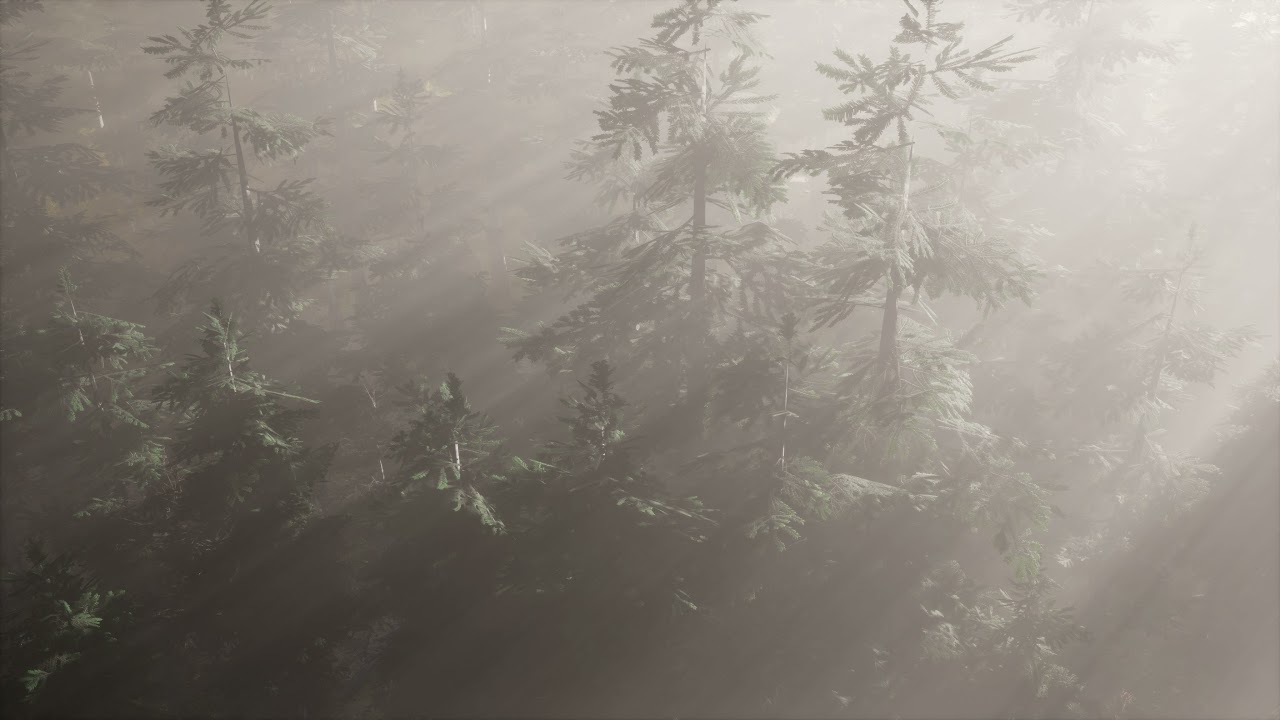 aerial sunrays in forest with fog