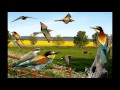 European Bee-eater sound / صوت الوروار الاوروبي