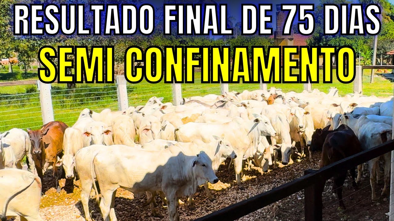 Resultado Final  de 75 dias de Semi Confinamento com Novilhas de Corte - Fazenda Daniel
