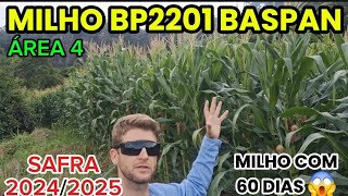 Milho Bp2201 Baspan Com 60 Dias Safra 20242025