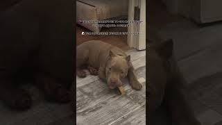 Булка с маком😘 #americanbully #puppy #ambully