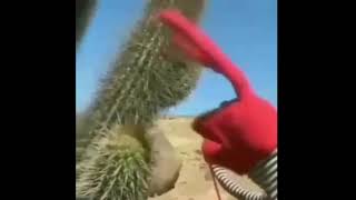 Juan Carlos Bodoque intenta maldecir un cactus *SALE MAL*