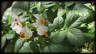 Russet Potato Flowers