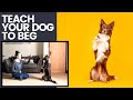 Dog Training: Teaching a Dog to Beg