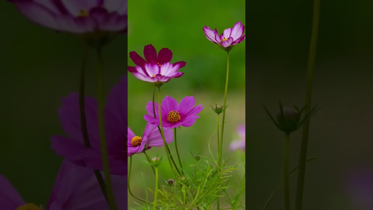 Houseplants #2026 #32 #Cosmos - YouTube