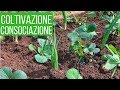 Coltivare le FRAGOLE | 2 Consociazioni strane ma efficaci | Orto & Giardinaggio