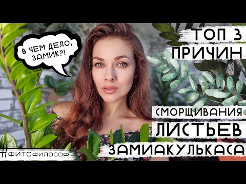 Морщины на Замике? Замиокулькас СМОРЩИЛ ЛИСТЬЯ! 3 ПРИЧИНЫ. Как исправить и спасти?