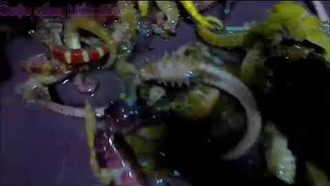 Kết Quả Sau 1 Đêm Dài Lặn Bắt Cá Ngựa Ở Phú Quốc