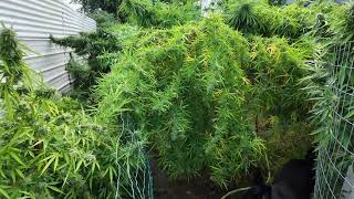 Devastating Rain On the Ganja Garden. But they still Growing and 10 days till Harvest.