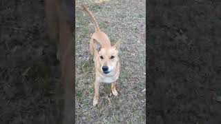 Dancing Carolina dog, 🤩🤗😍, American dingo