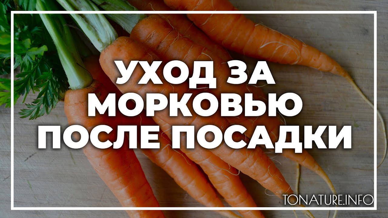 Можно ли посадить морковь после моркови