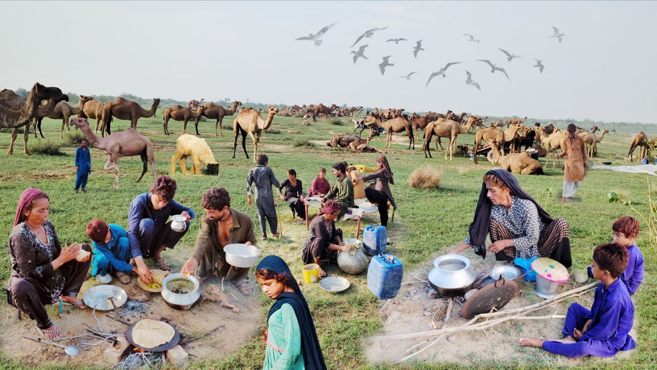 Simple people living in the desert | Washing camel milk early in morning | morning | Stunning Rohi
