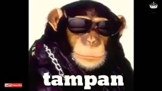 Download Lagu Lagu lagi tamvan versi monyet, mantap MP3