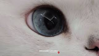 Blue eyes look best, no arguments accepted!