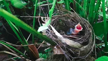 Do Wrens attack?