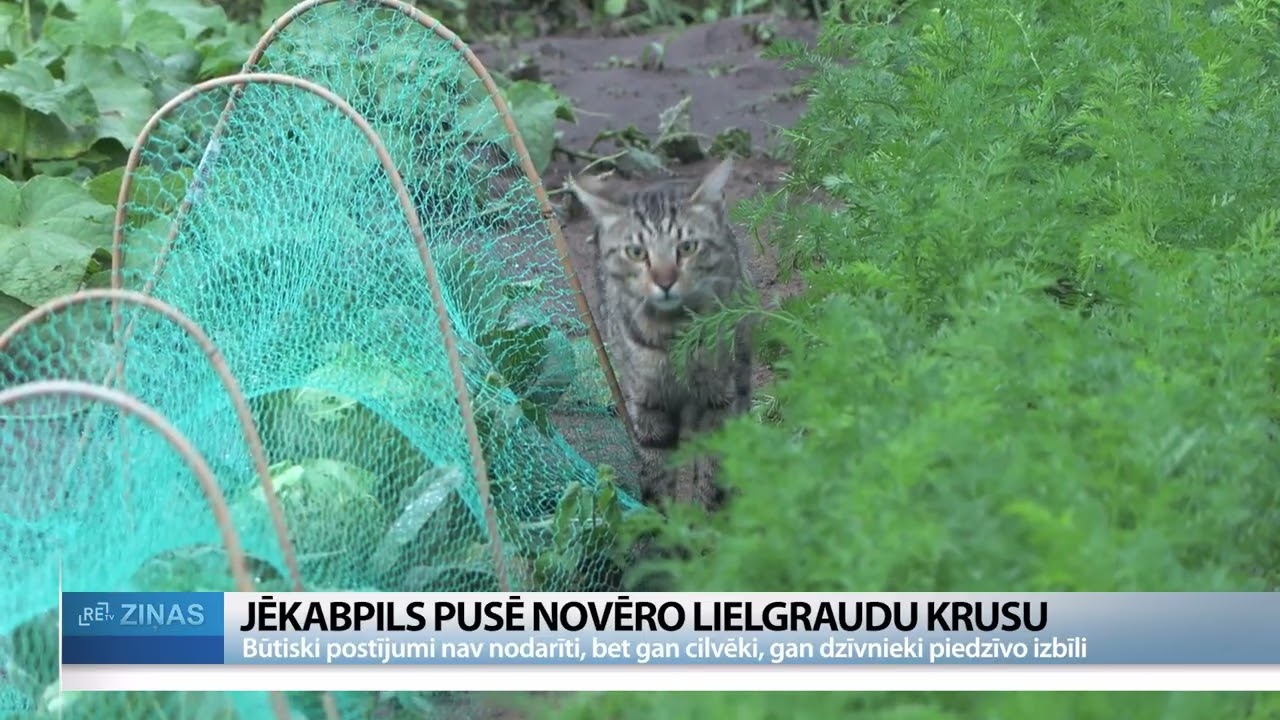 Lielgraudu krusa pārsteidz Salas ciema iedzīvotājus