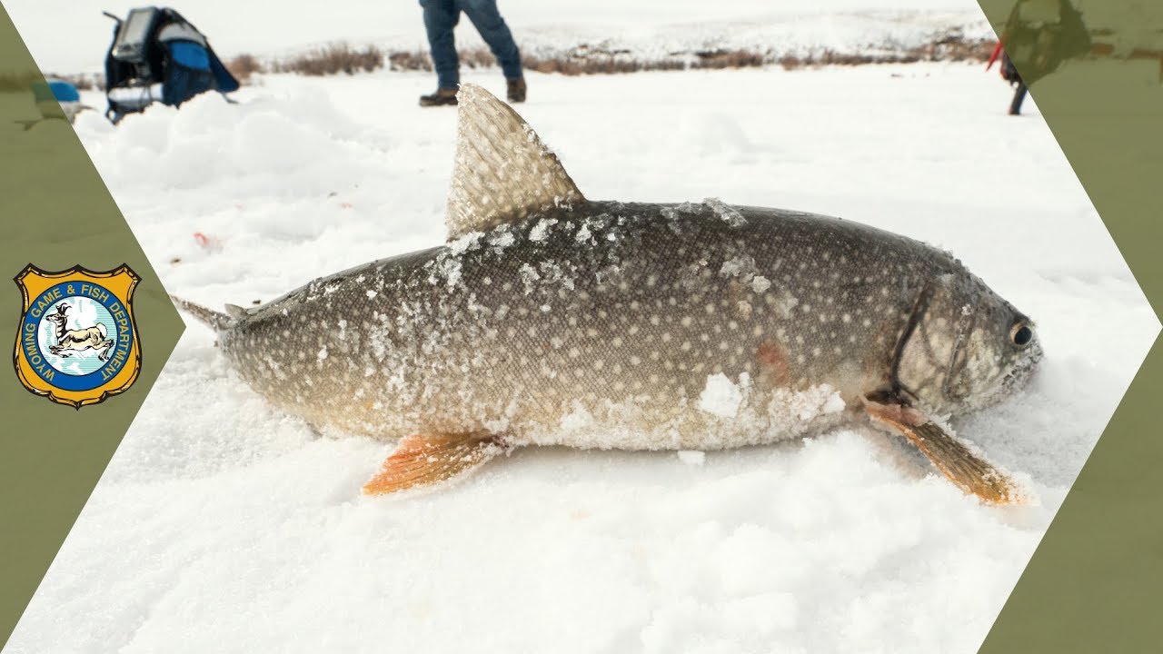Catch Lake Trout Work in the Wild Ep. 1 YouTube