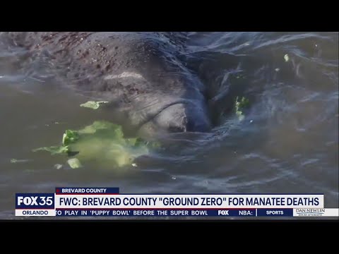 FWC: Brevard County 'ground zero' for manatee deaths