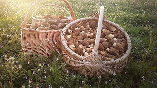 Сморчки - куда ни глянь! Массовый сбор 08.05.21