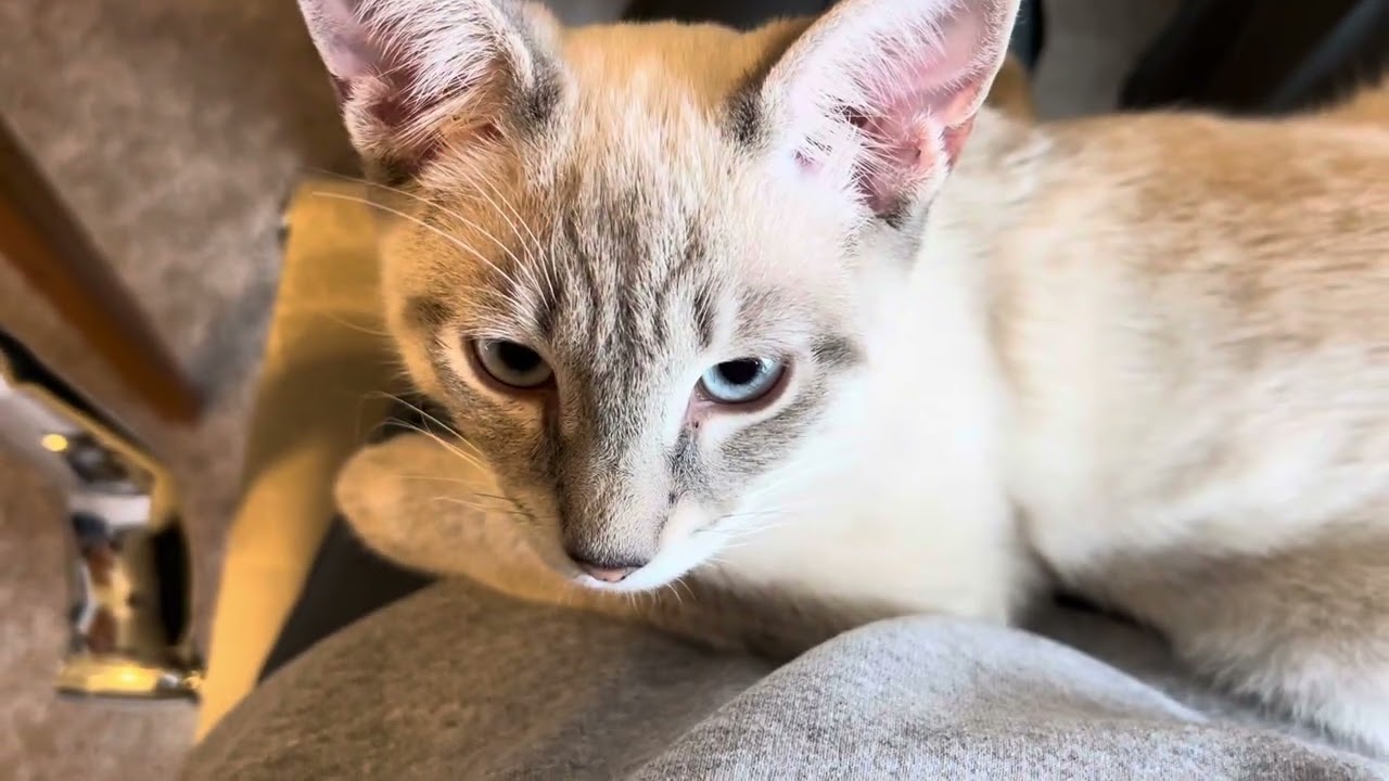 Kitten lays on lap and receives soft love