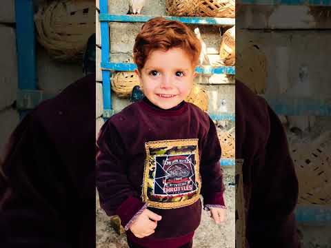 خباثة كنان طير الطيور