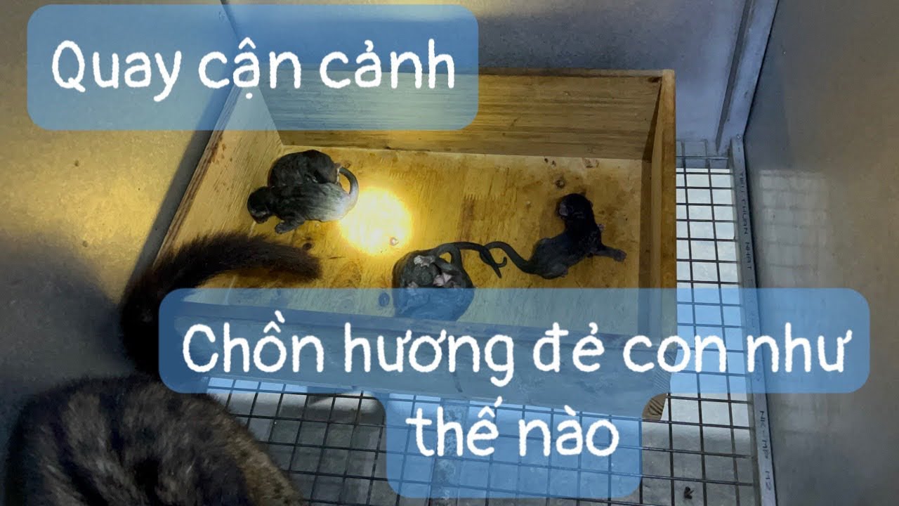 #3. Quay cận cảnh chồn hương mẹ đẻ con như thế nào. May mắn đẻ được 5 ...