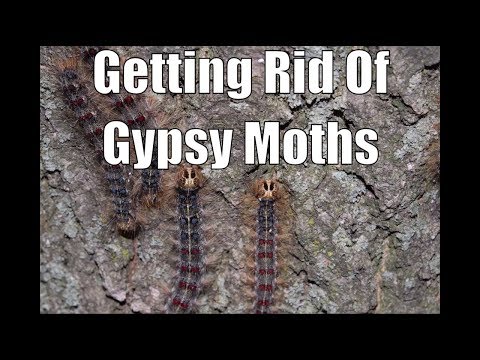 How to Prevent Gypsy Moth Damage