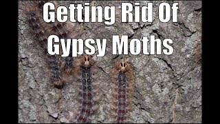 How to Prevent Gypsy Moth Damage