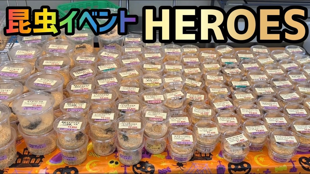 【昆虫イベント】HEROESに参戦したら貴重なクワガタ、カブトムシがたくさんいて眼福でした...