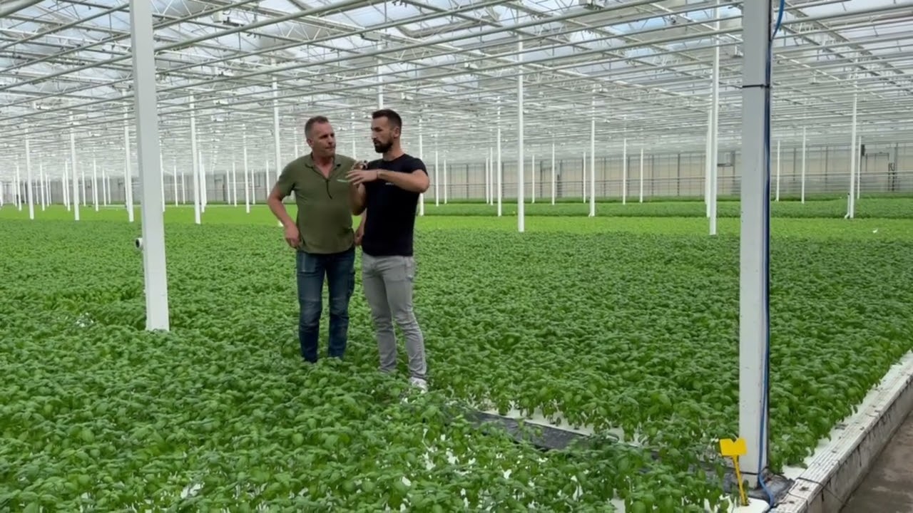 How Nanobubbles Boosted Productivity at De Kruidenaer Greenhouse