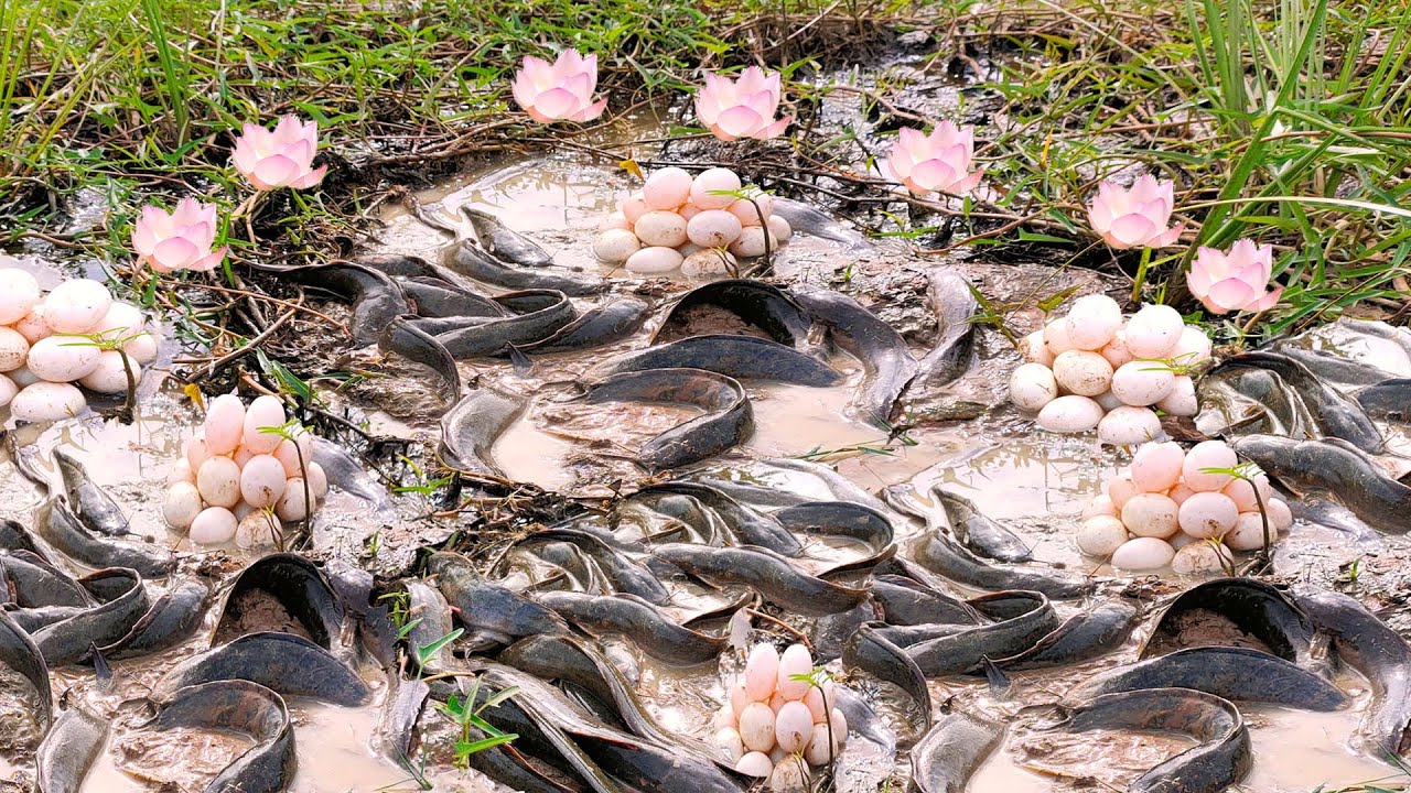 OMG! Amazing Girl Fishing A Lot Catfish In Mud By Hand